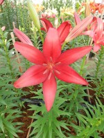 [5106 Pineto VH No01.JPG]